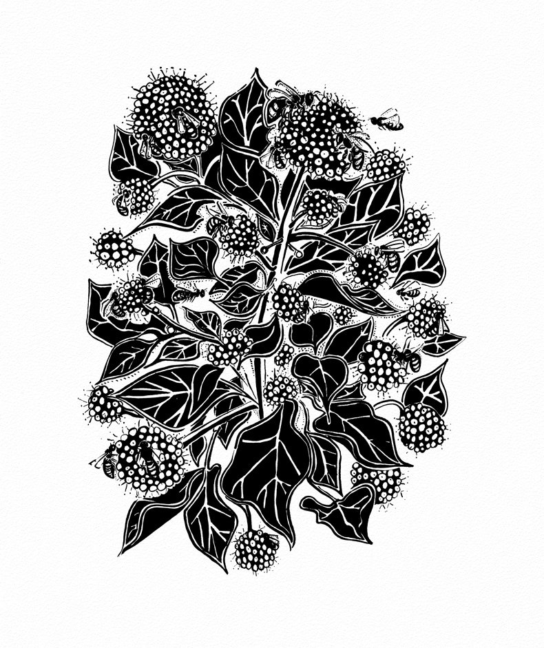 Ivy Flower and Bees