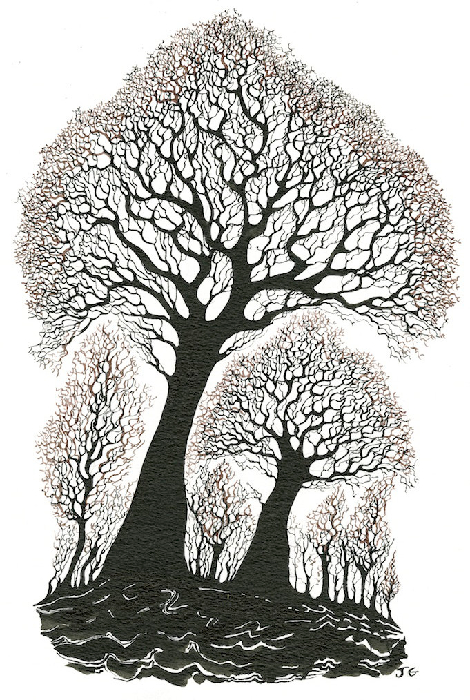 canopy