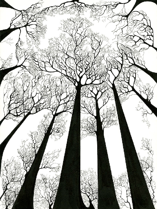 tree tops