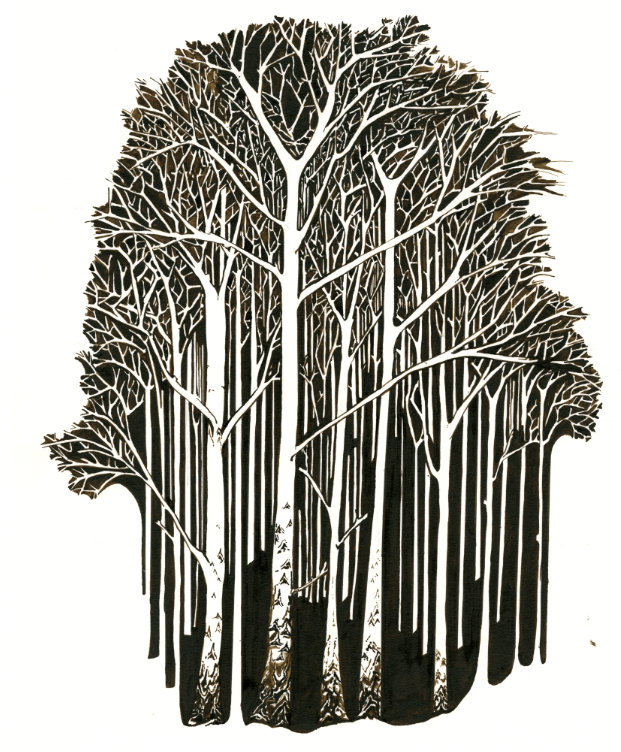 Silver Birch