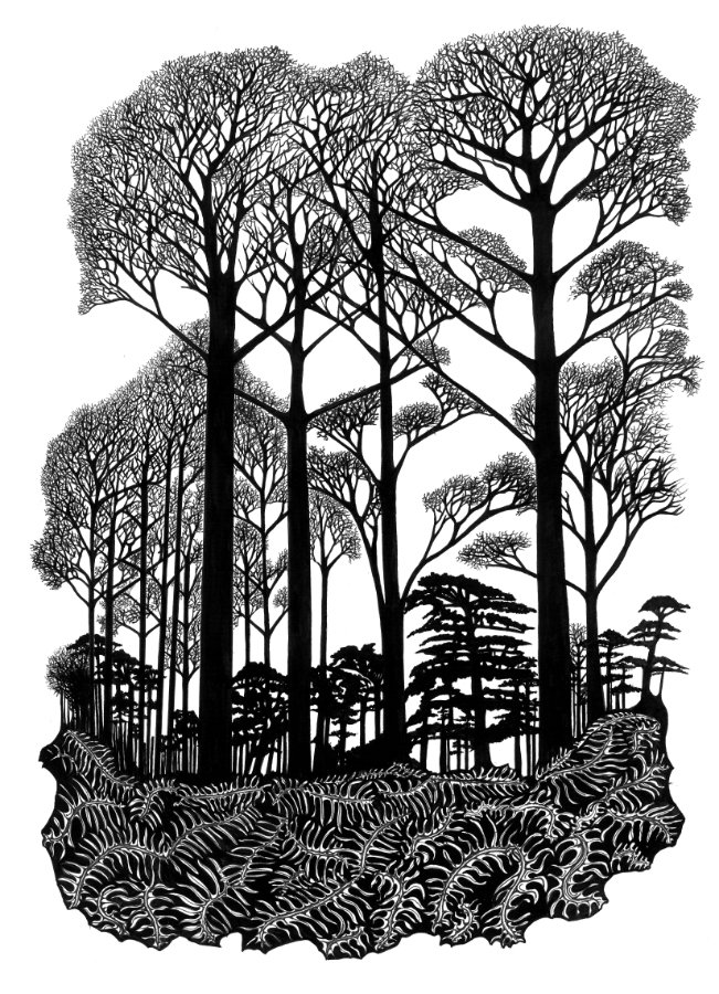 Tall Trees and Bracken