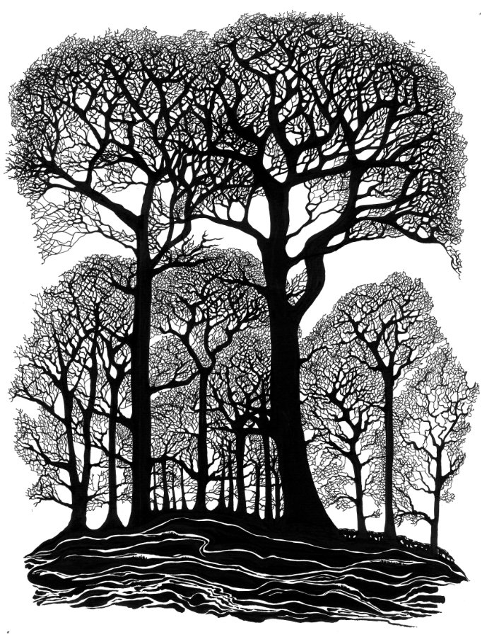 Oak Wood