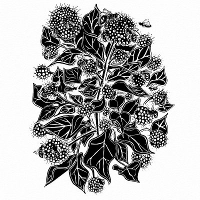 Ivy Flower and Bees