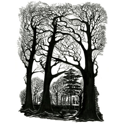 three tall trees