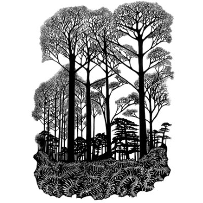 Tall Trees and Bracken
