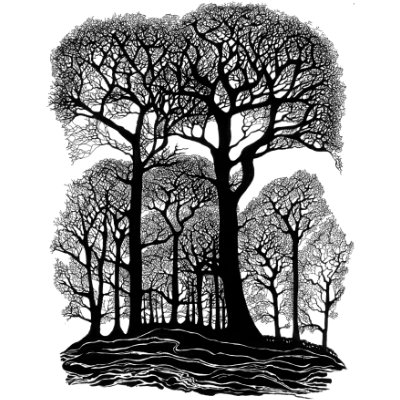 Oak Wood